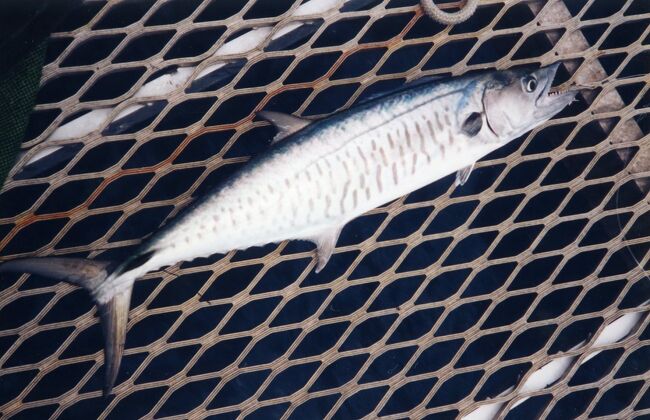 釣れたのは鰆。昼食のおかずになりました。