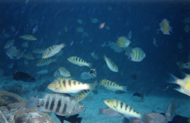 一寸餌を投げるとこんな感じになります。