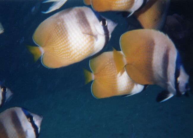 チョウチョウウオ。