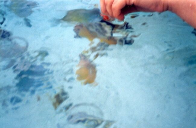 水の上からもよく見えます。