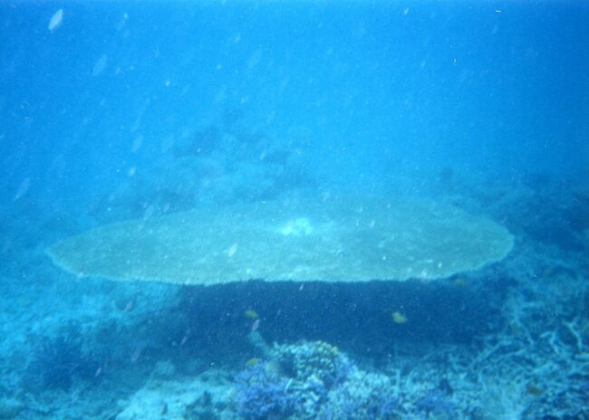 大きなテーブルサンゴも見られます。
