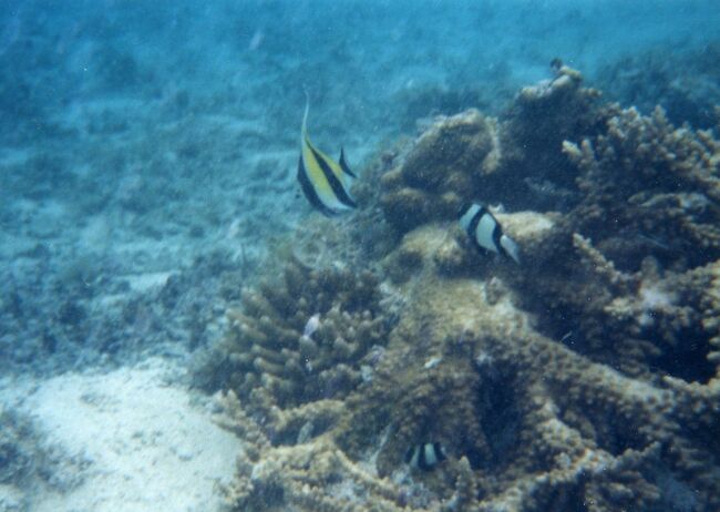 ハタタテもいます。