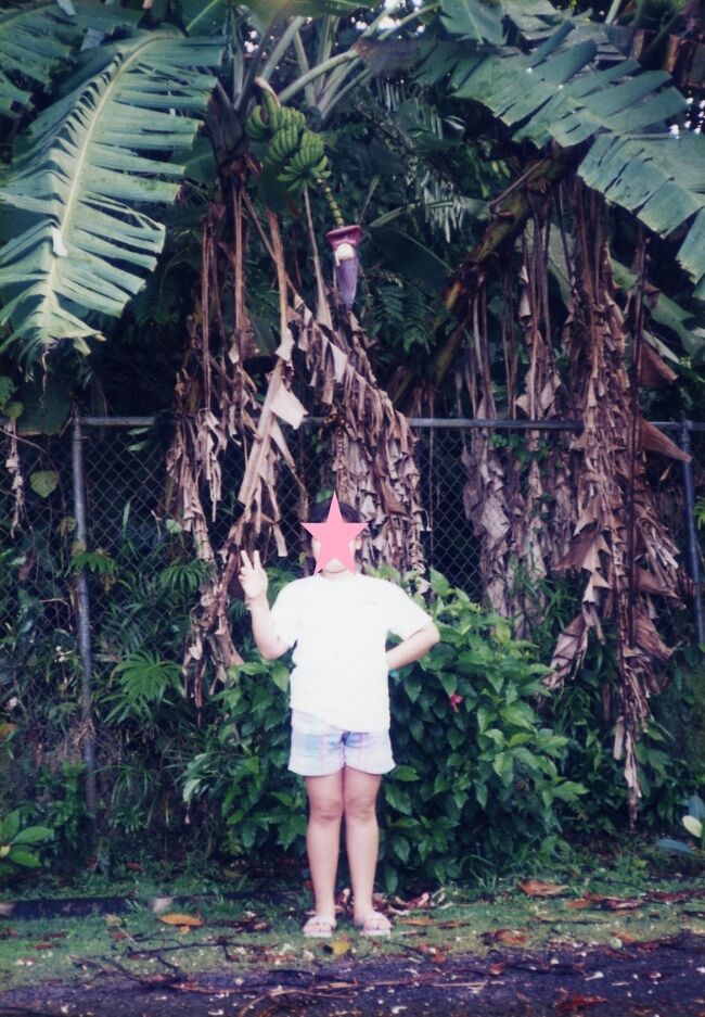 ニッコーパラオへの道にはバナナも生えています。