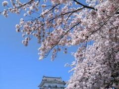 朝食後、小田原へ。
小田原城、前に行ったのは9年前。
次男は2歳。
箱根に行く途中に立ち寄って、雨が降ってたな。

今回は快晴。桜満開。
いい時に来たな～。
桜とお城って最高に絵になる！