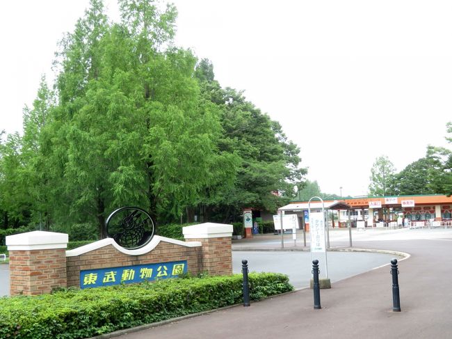 車デビューの梅雨時の東武動物公園 前編 レッサーパンダの源太くんとカリンちゃんからふれあい動物の森と わとと でレッサー グッズの買い物まで 蓮田 白岡 埼玉県 の旅行記 ブログ By まみさん フォートラベル