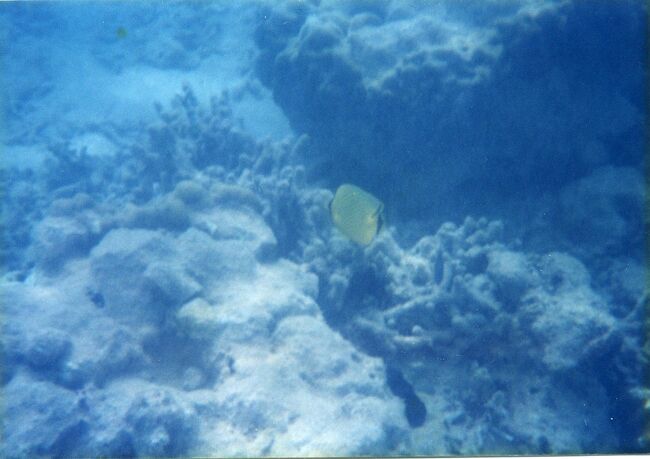 チョウチョウウオ