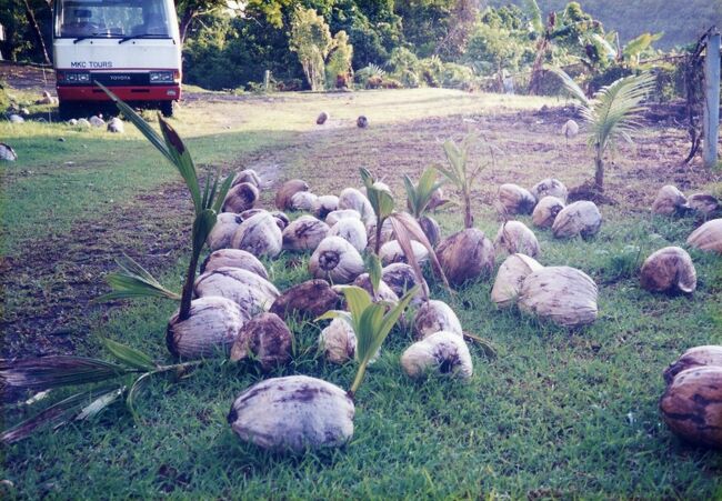 今回も宿泊はニッコーパラオ。ヤシの実がゴロゴロ落ちています。中には芽の出たものもあります。