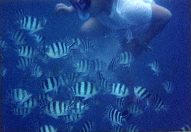 海に潜ればスズメダイ。