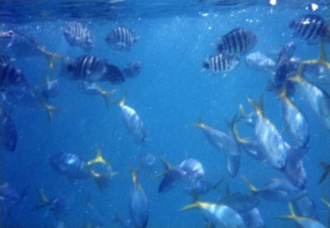 餌をまくとこの始末。