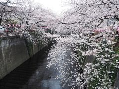 中目黒駅のほうに戻って、目黒川沿いの桜を鑑賞します。