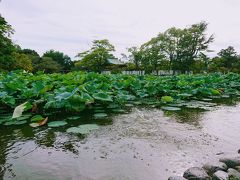 鶴岡八幡宮