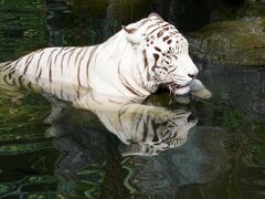 シンガポール動物園