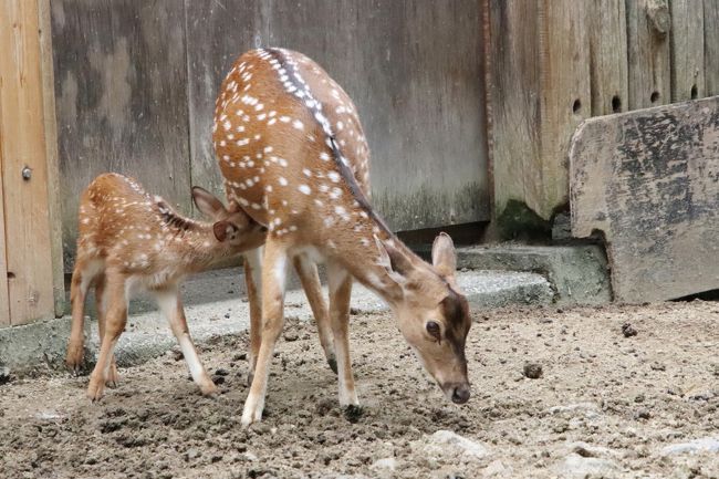 車デビューの梅雨時の東武動物公園 後編 ヒグマの森からアクシスジカの子鹿たちや成長したマレーバクのアルタイルくんや源ちゃんリンゴタイムなど 蓮田 白岡 埼玉県 の旅行記 ブログ By まみさん フォートラベル