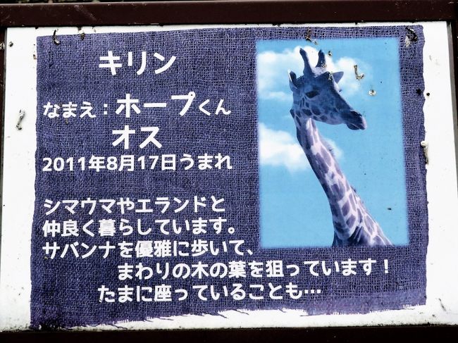 車デビューの梅雨時の東武動物公園 後編 ヒグマの森からアクシスジカの子鹿たちや成長したマレーバクのアルタイルくんや源ちゃんリンゴタイムなど 蓮田 白岡 埼玉県 の旅行記 ブログ By まみさん フォートラベル