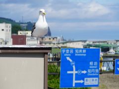 道の駅知床・らうすのウミネコ