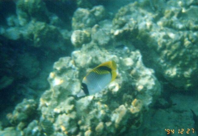 PPR前のチョウチョウウオ。