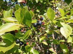 朝食後、オーナーにブルーベリー畑を案内してもらった。
季節ももう終わりなので好きなだけ食べていいですよ、という言葉に遠慮する我々ではない。