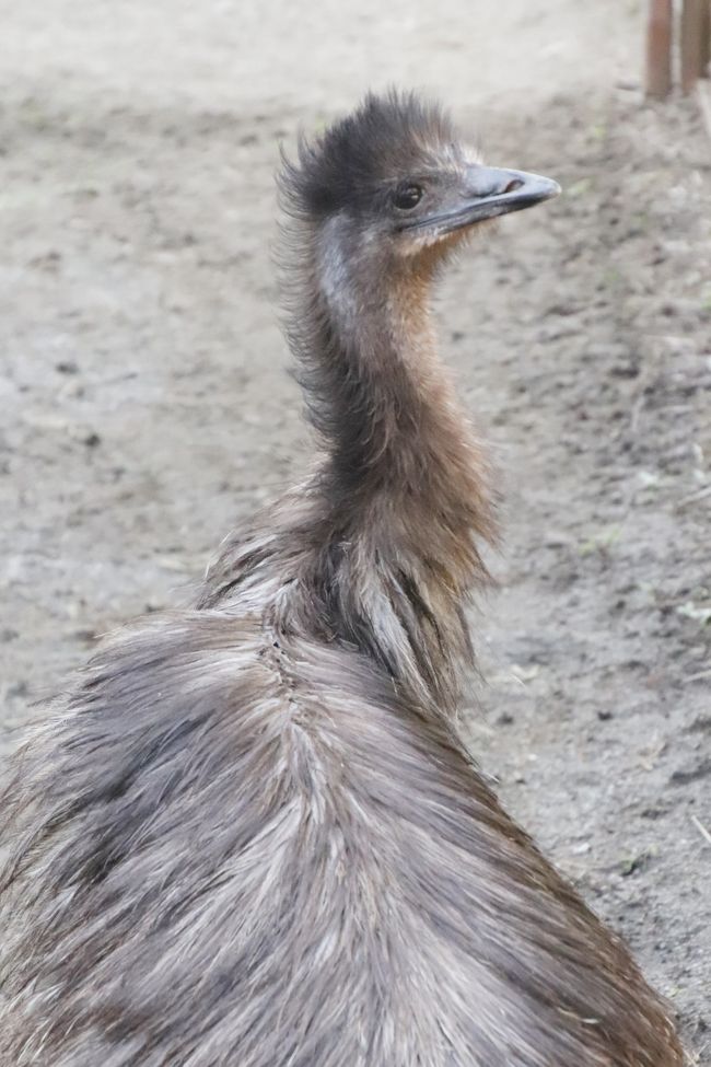 真夏日の日曜午後にさくっと智光山公園こども動物園 ミーアキャットの赤ちゃんもエミューのぱんちゃんも元気でコツメカワウソ父子8頭展示も続行 狭山 入間 埼玉県 の旅行記 ブログ By まみさん フォートラベル 真夏日の日曜午後にさくっと智光山公園こども動物園 ミーアキャットの赤ちゃんもエミューのぱんちゃんも元気でコツメカワウソ父子8頭展示も続行 狭山 入間 埼玉県 の旅行記 ブログ By まみさん フォートラベル