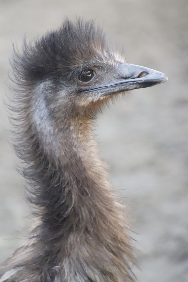 真夏日の日曜午後にさくっと智光山公園こども動物園 ミーアキャットの赤ちゃんもエミューのぱんちゃんも元気でコツメカワウソ父子8頭展示も続行 狭山 入間 埼玉県 の旅行記 ブログ By まみさん フォートラベル 真夏日の日曜午後にさくっと智光山公園こども動物園 ミーアキャットの赤ちゃんもエミューのぱんちゃんも元気でコツメカワウソ父子8頭展示も続行 狭山 入間 埼玉県 の旅行記 ブログ By まみさん フォートラベル