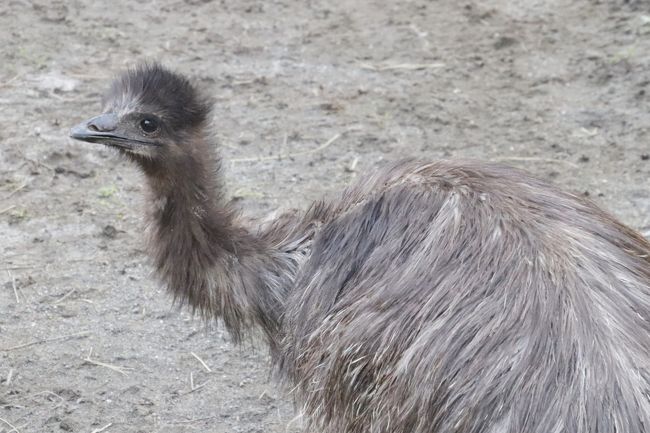 真夏日の日曜午後にさくっと智光山公園こども動物園 ミーアキャットの赤ちゃんもエミューのぱんちゃんも元気でコツメカワウソ父子8頭展示も続行 狭山 入間 埼玉県 の旅行記 ブログ By まみさん フォートラベル 真夏日の日曜午後にさくっと智光山公園こども動物園 ミーアキャットの赤ちゃんもエミューのぱんちゃんも元気でコツメカワウソ父子8頭展示も続行 狭山 入間 埼玉県 の旅行記 ブログ By まみさん フォートラベル