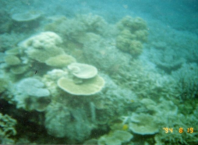 海中にはテーブルサンゴも。この頃はまだサンゴも元気で白化なんてこともありませんでした。