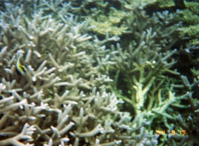 左のほうにツノダシがいます。海中では黄色はよく目立つので思わず撮ってしまいます。