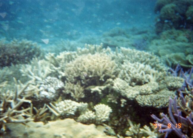 紫のエダサンゴもあります。