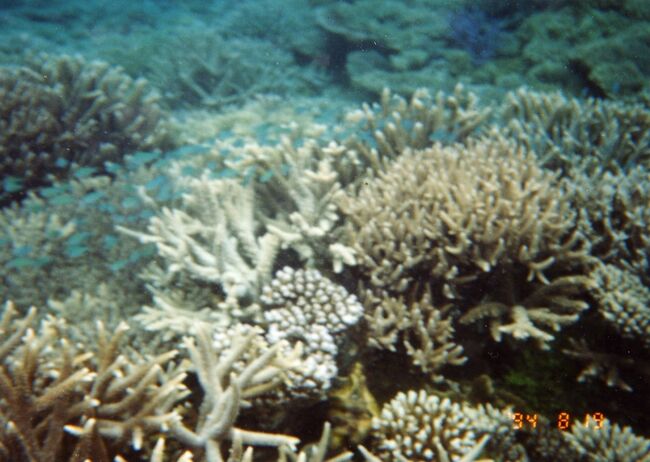 ルリスズメが群れています。