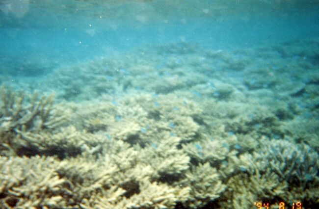 同じくルリスズメ。