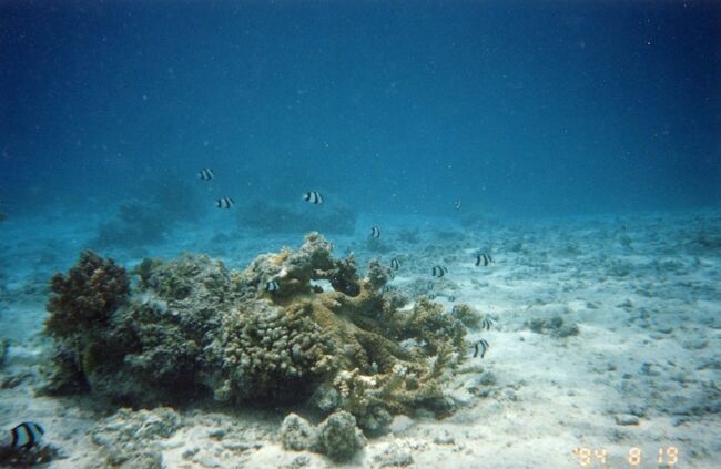 これもよく見るやつです。