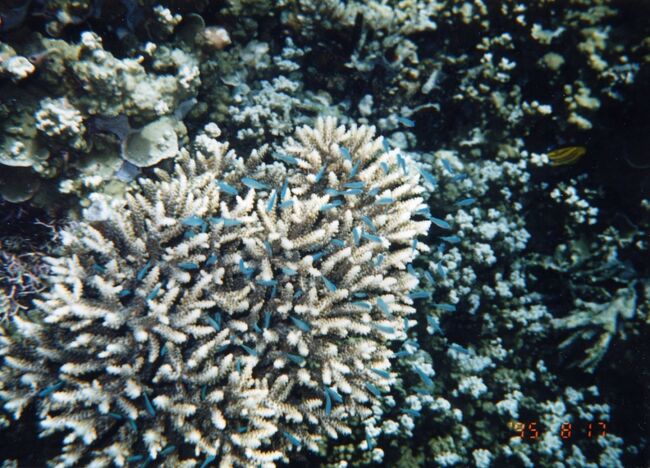 エダサンゴにルリスズメ。定番のショット。