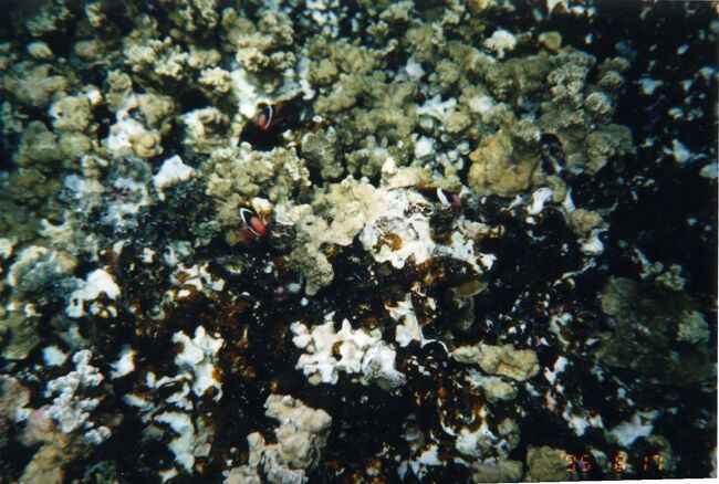 クマノミも定番。