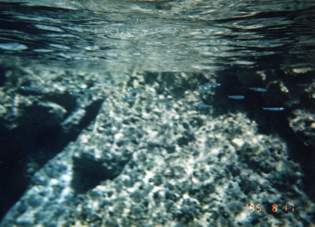 イワシの群れ。