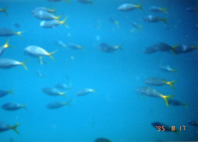 ウメイロモドキ？これもよく見ます。