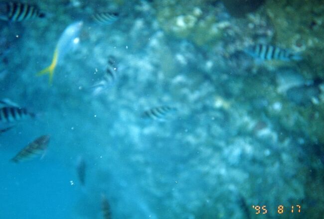 ロクセンスズメダイ。