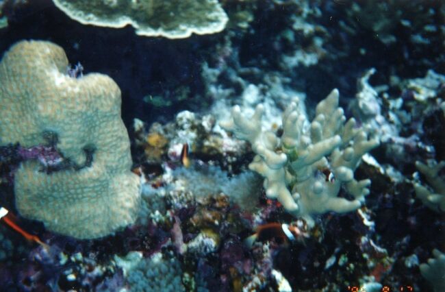 ハマクマノミ。