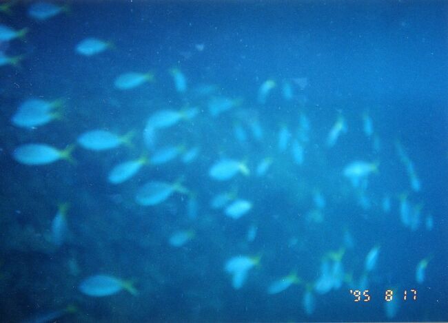 ウメイロモドキの大群。