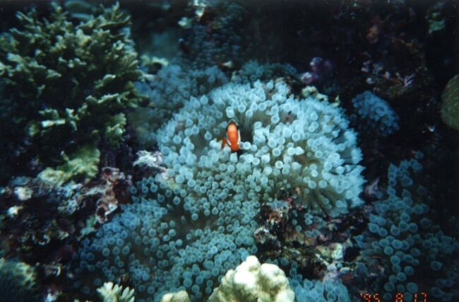 イソギンチャクの中のハマクマノミ。