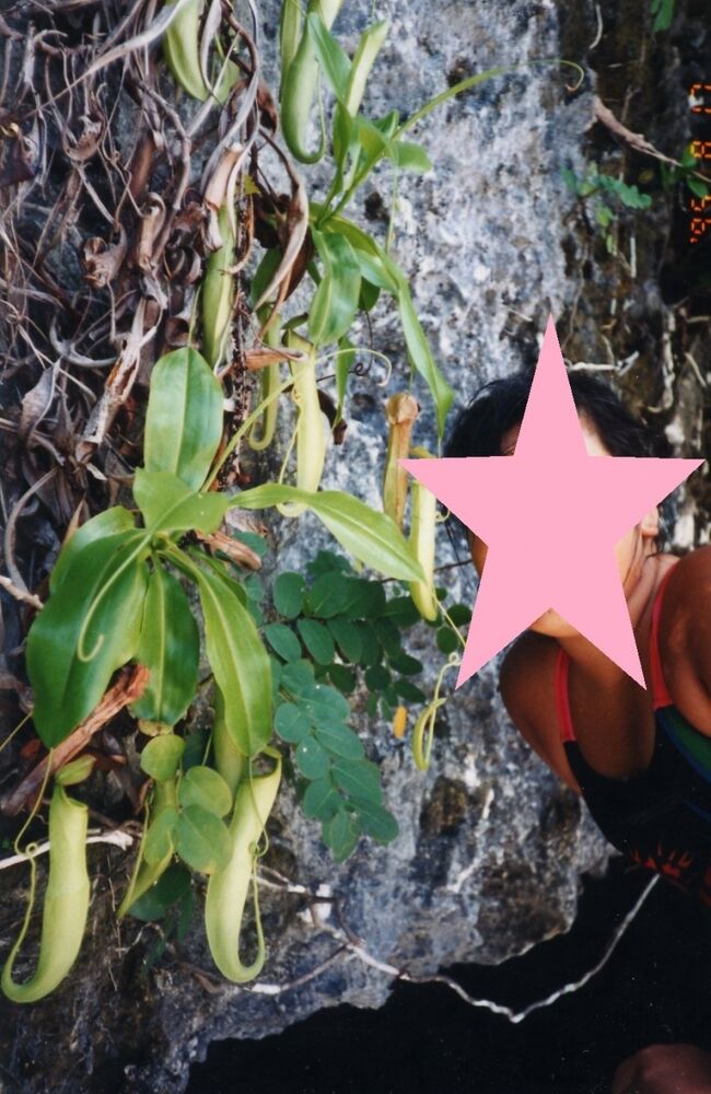 ウツボカズラが下がっていました。