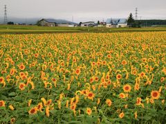 札幌から国道２７５号を通り、北竜町の「ひまわりの里」に立ち寄る。
１ヶ月前にここを訪れた時もヒマワリが咲いていた。
今日も満開だ。