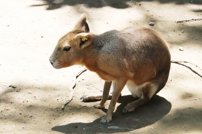 車デビュー 夏の長野 茶臼山動物園 3 残りのミッション ウォンバットからビントロング キリン ライオンの新メンバー 久しぶりのアフリカ平原 篠ノ井 長野県 の旅行記 ブログ By まみさん フォートラベル 車デビュー 夏の長野 茶臼山動物園 3 残りのミッション ウォンバットからビントロング キリン ライオンの新メンバー 久しぶりのアフリカ平原 篠ノ井 長野県 の旅行記 ブログ By まみさん フォートラベル