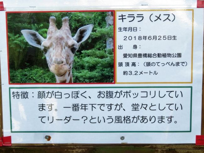車デビュー 夏の長野 茶臼山動物園 3 残りのミッション ウォンバットからビントロング キリン ライオンの新メンバー 久しぶりのアフリカ平原 篠ノ井 長野県 の旅行記 ブログ By まみさん フォートラベル 車デビュー 夏の長野 茶臼山動物園 3 残りのミッション ウォンバットからビントロング キリン ライオンの新メンバー 久しぶりのアフリカ平原 篠ノ井 長野県 の旅行記 ブログ By まみさん フォートラベル