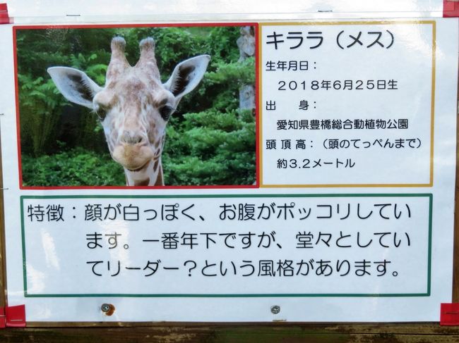 車デビュー 夏の長野 茶臼山動物園 ３ 残りのミッション ウォンバットからビントロング キリン ライオンの新メンバー 久しぶりのアフリカ平原 篠ノ井 長野県 の旅行記 ブログ By まみさん フォートラベル