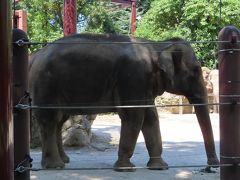 【パンダ】
子供のシャンシャンは　
動物園に入場した人は　
そのまま全員　見に行くように　
通路設定されています

写真の撮影は不可

シャンシャンは　寝てました　（涙）　
大きくなってきていましたよ