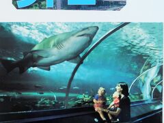 シドニー2泊2000-2　シーライフ　シドニー水族館　　30/　　　26