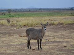 昼食後、初めてのゲーム・ドライブに出発！
カメラはNIKONのD5200に55㎜~300㎜のズームレンズを持っていきました。
スポーツモードの連射でシャッターを押しまくっていたので1万を超える枚数になっていました。後での選別と現像が大変ですが、一生に一度のシャッターチャンスと思ってシャッターを押していました(^^)
因みに１眼カメラのほかに予備としてオリンパスのデジカメ、動画用にGoproを持っていきました。
勿論予備のバッテリーとSDカードは絶対必要ですね！

写真はウォーターバックです。