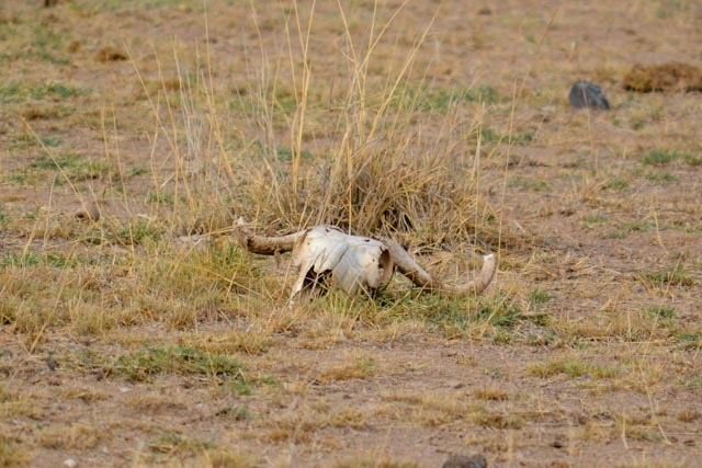 19年 Africa Wonderful Safari In Kenya アンボセリ国立公園 アンボセリ ケニア の旅行記 ブログ By まーとさん フォートラベル 19年 Africa Wonderful Safari In Kenya アンボセリ国立公園 アンボセリ ケニア の旅行記 ブログ By まーとさん フォートラベル