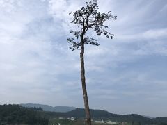 実際には死んでいますが、加工して記念物にしているそうです。