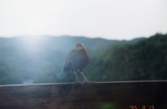 朝、ベランダに鶏がとまっていました。