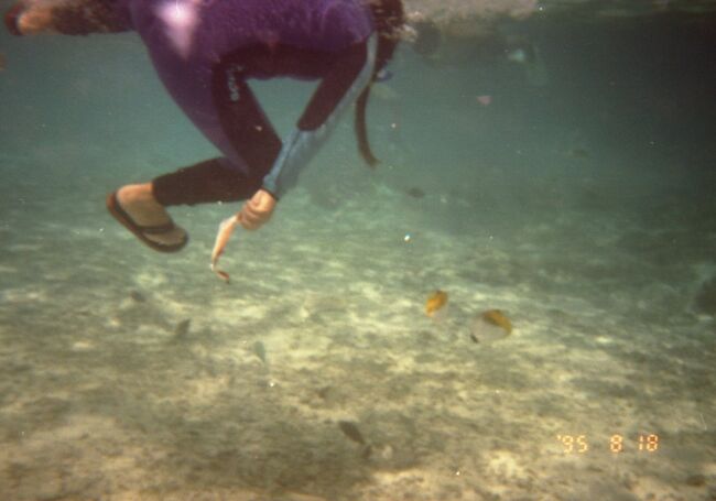 チョウチョウウオを追ってみます。